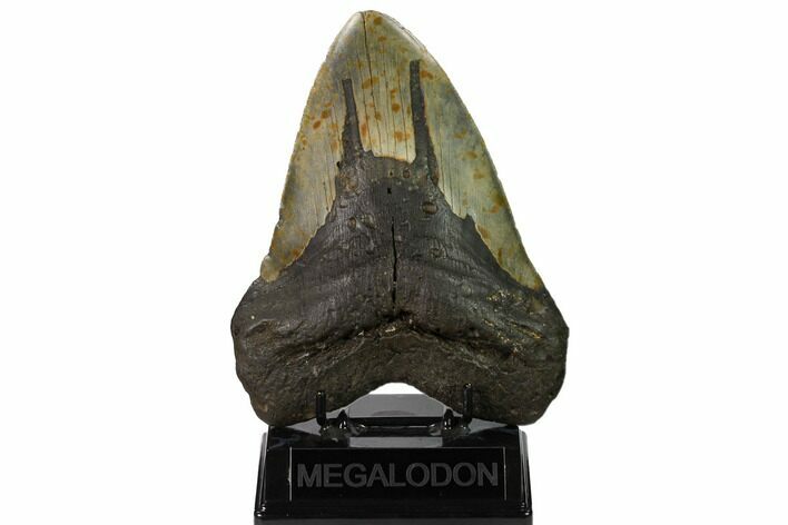 Massive, Fossil Megalodon Tooth - North Carolina #164896